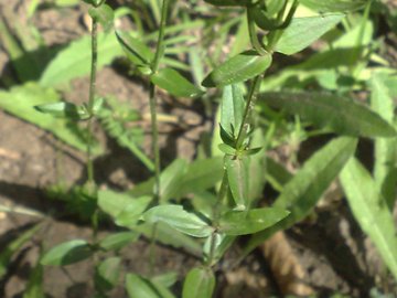 Centaurium erythraea